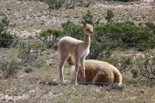 Peru-Arequipa-Colca Valley and Canyon Ride